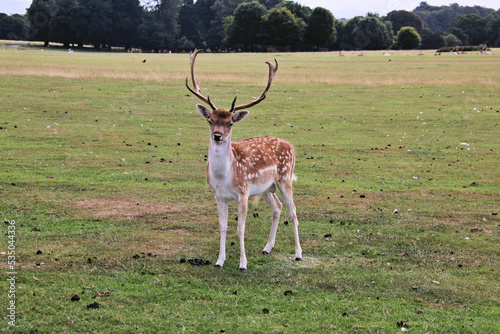 A close up of a Fallow Deer in the Cheshire Countryside