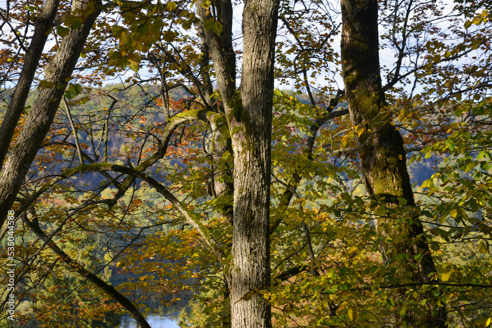 Close-up of tree trunk with green moss and yellow autumn leaves. Close-up of tree trunk with green moss and yellow autumn leaves.