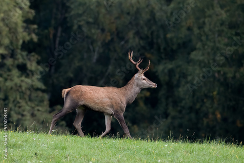 deer in the forest