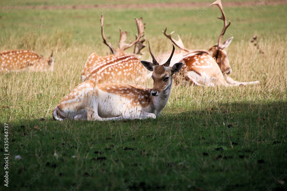 Fototapeta premium A close up of a Fallow Deer in the Cheshire Countryside