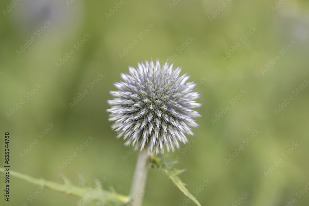 Echinops thistle flower