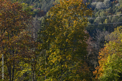 Close-up of colorful trees that have turned their leaves in autumn. orange and red autumn leaves.