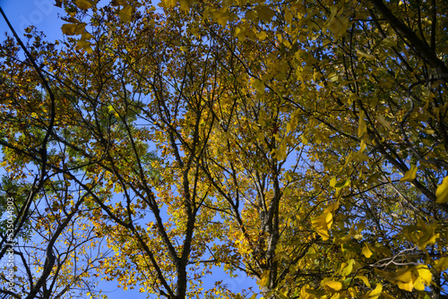 Bright yellow autumn foliage of trees on a background of blue sky.
