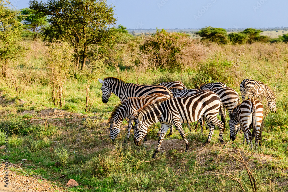 Fototapeta premium Zebras (Hippotigris) at the Serengeti national park, Tanzania. Wildlife photo