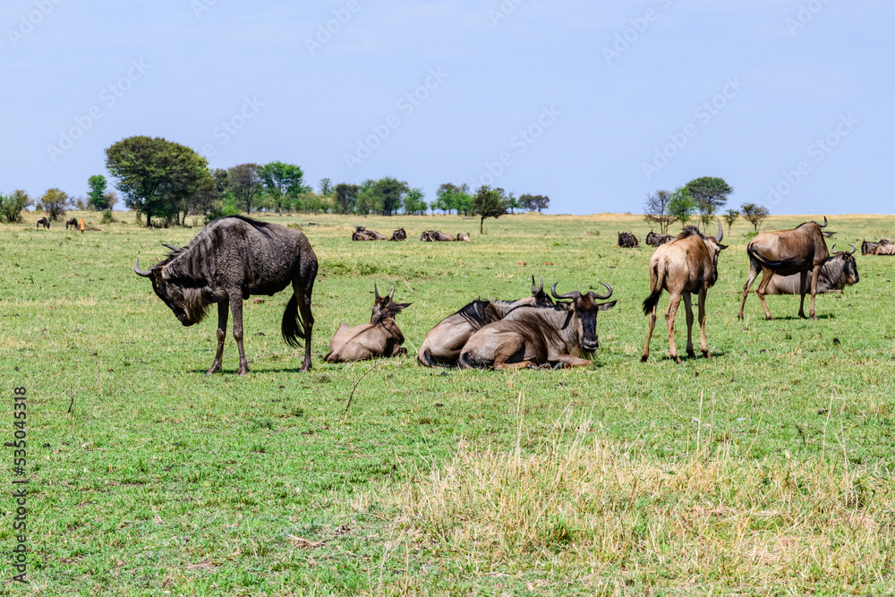 Obraz premium Wildebeests (Connochaetes) at the Serengeti national park, Tanzania. Great migration. Wildlife photo