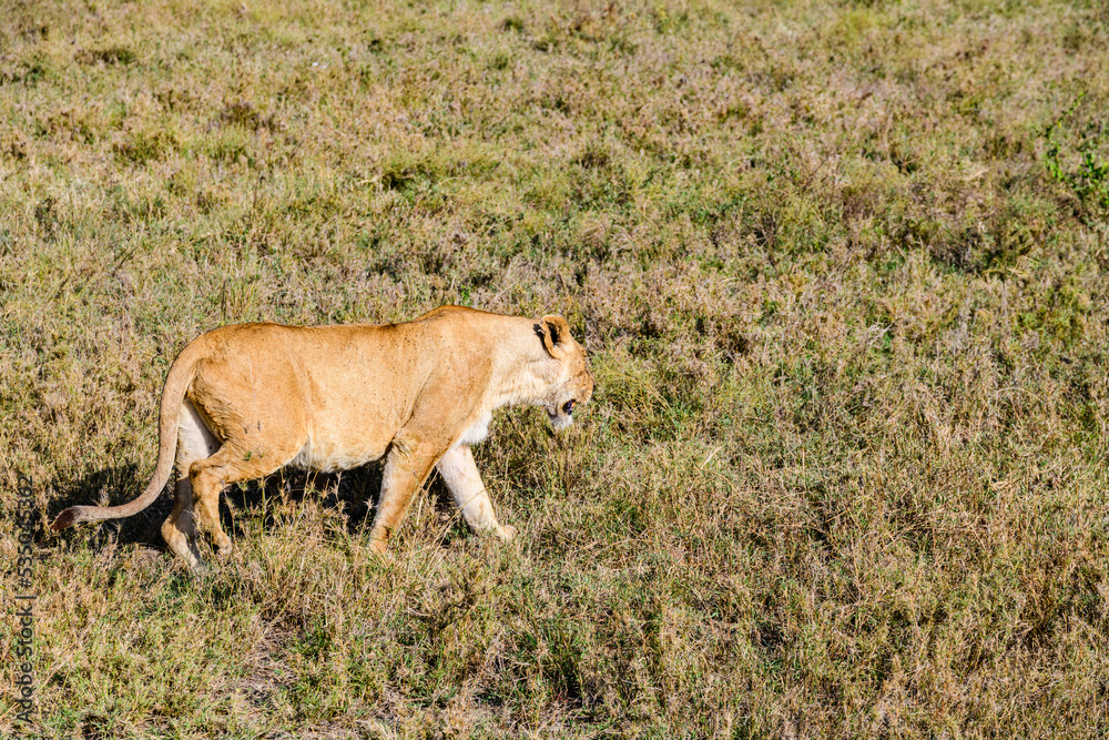 Lioness walking in a grass. Serengeti national park, Tanzania Lioness walking in a grass. Serengeti national park, Tanzania