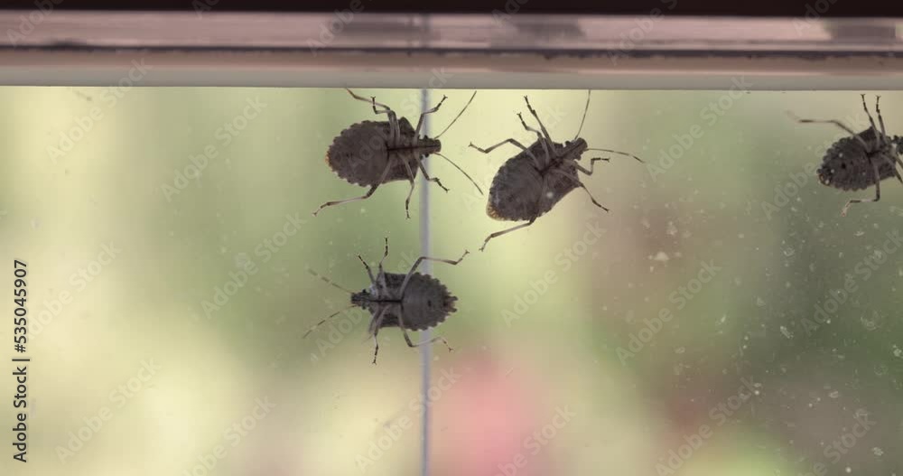 Stink bugs closeup on the window