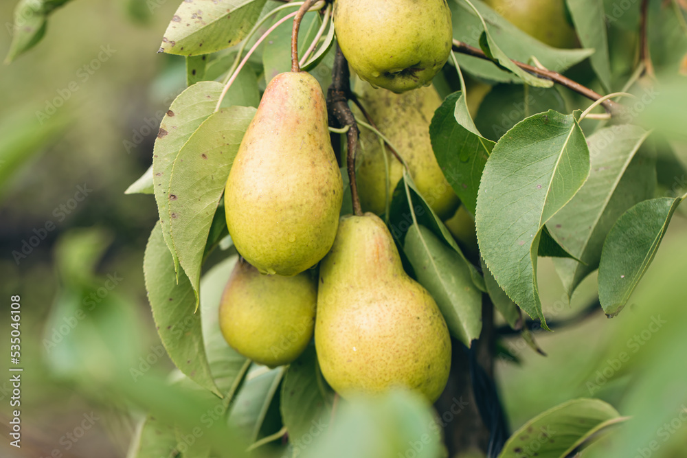 Ripe pears on tree branches in the autumn garden. Ripe pears on tree branches in the autumn garden.