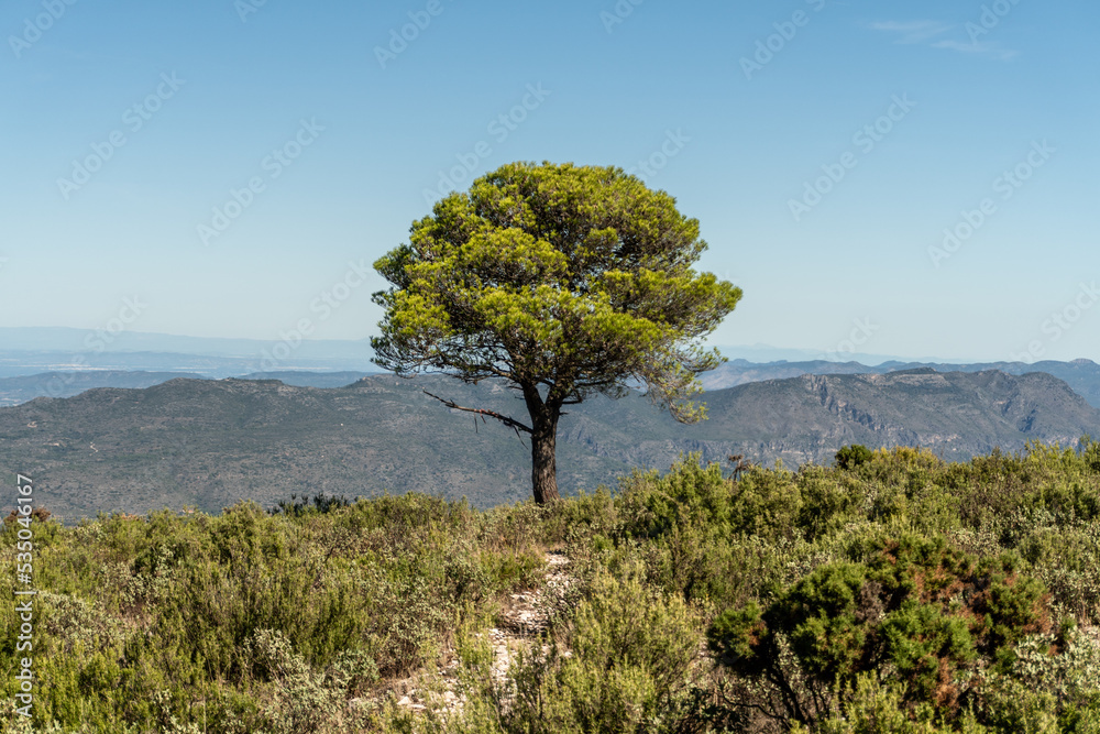 Landscape with a pine tree isolated against blue sky and mountains in the background