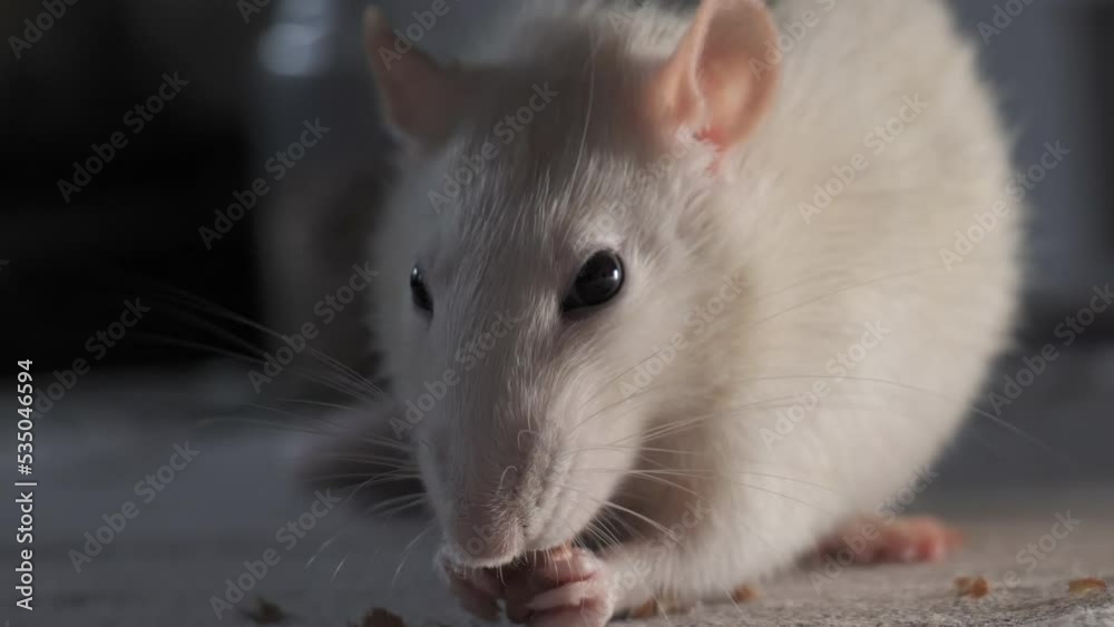 Domestic white rat eating the seeds Domestic white rat eating the seeds