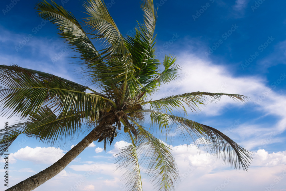 Palm tree on sun and blue sky background. weekend Holidays tropical beach concept background, Vacation holidays concept