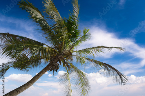 Palm tree on sun and blue sky background. weekend Holidays tropical beach concept background  Vacation holidays concept