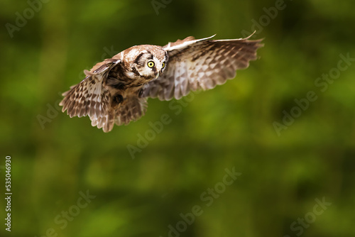 boreal owl or Tengmalm's owl (Aegolius funereus) gliding through the woods