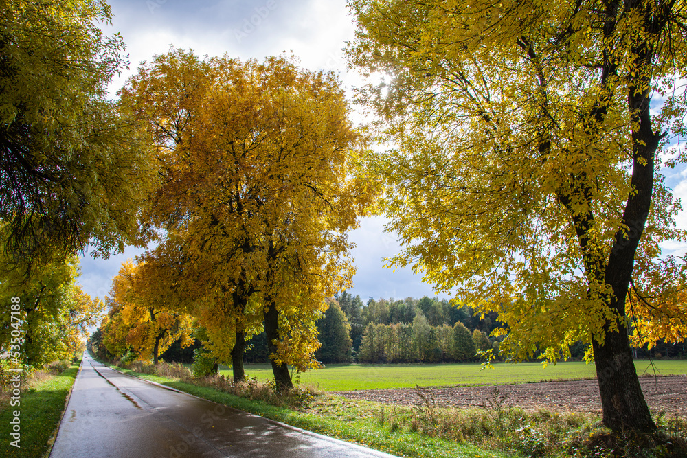 Naklejka premium Road among trees on a wet autumn day in the sunshine after rainfall. Day.
