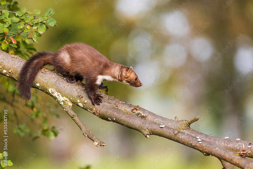 Obraz premium female beech marten (Martes foina), also known as the stone marten she's coming down the fallen tree