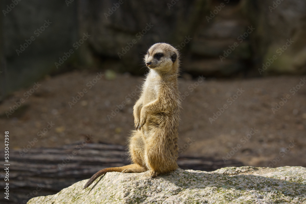 Fototapeta premium meerkat in the desert on the lookout