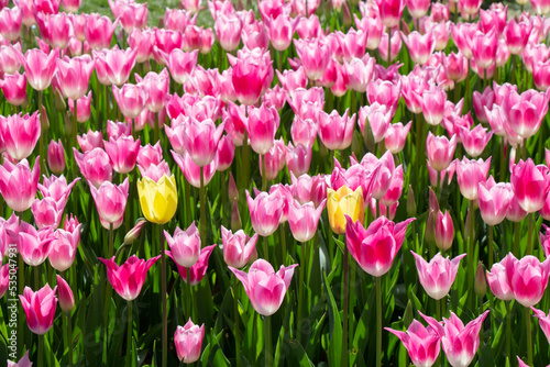 Beautiful tulips flower in tulip field in spring