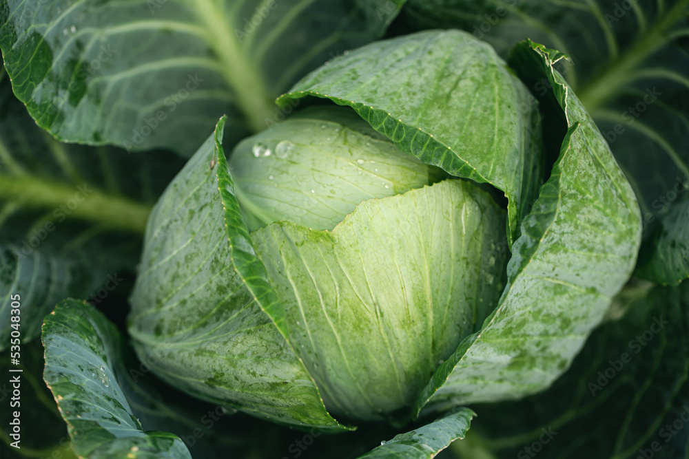 Fototapeta premium Fresh ground-cabbage in the garden close-up, textured natural background.