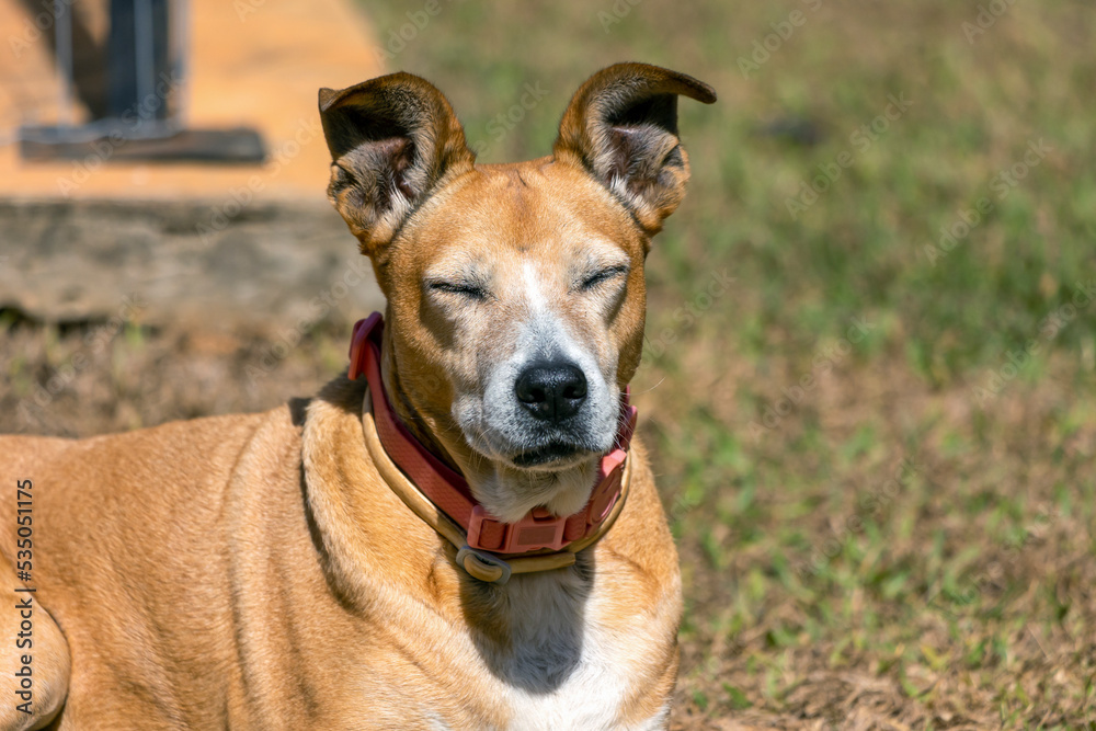 The senior female dog sleeping while sunbathing on the grass. Animal world. pet lover. Animals defender. dog lover. Senior pet.