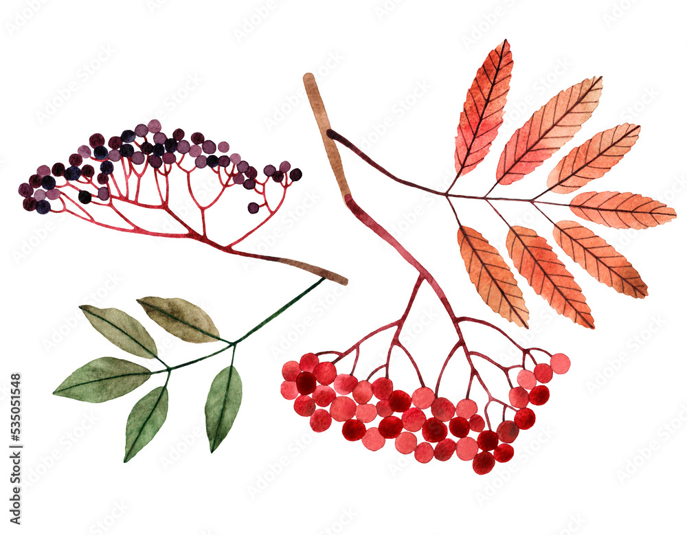 Φωτογραφία Watercolor hand drawn illustration of autumn berry branches with leaves and berries