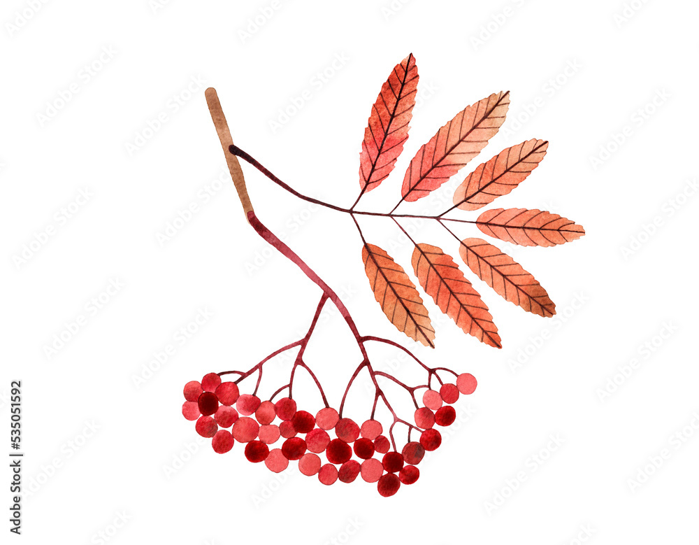 Φωτογραφία Watercolor hand drawn illustration of autumn rowan branch with yellow leaves and red berries