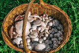 A basket full of fresh white meadow mushroom Agaricus campestris