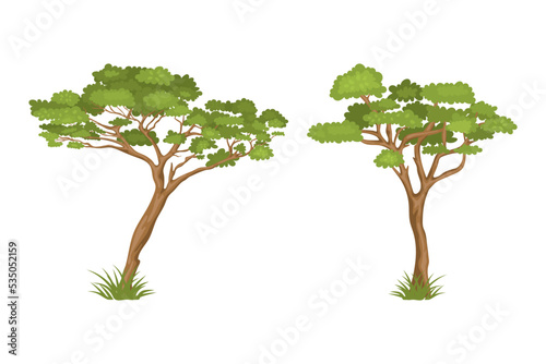 Vector Cartoon Tree Illustration Set. Nature Concept. Green Trees Isolated on White