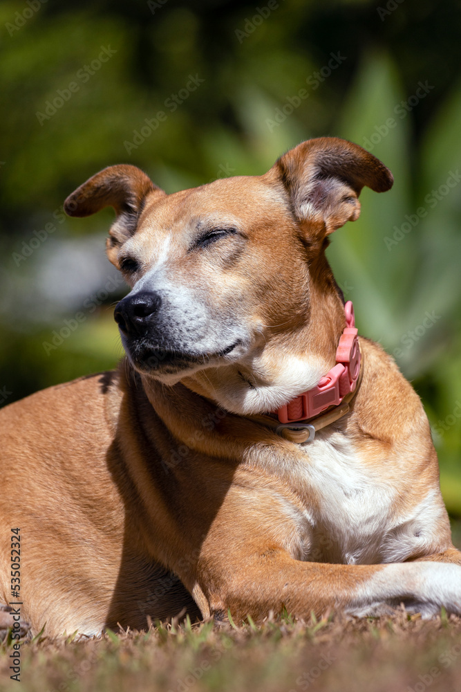 The senior female dog sleeping while sunbathing on the grass. Animal world. pet lover. Animals defender. dog lover. Senior pet.