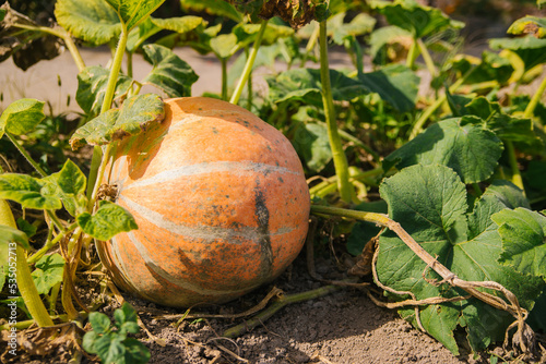 Ripe pumpkins are lying on the ground in the garden. Autumn harvest. Preparing for the celebration of Halloween.
