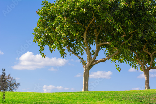 Two trees in park at sunlight against blue sky and green grass