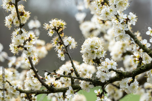 Blackthorn (Prunus spinosa) in full bloom. The flowering white blossoms of the fruit shrub or tree form a beautiful natural springtime background.