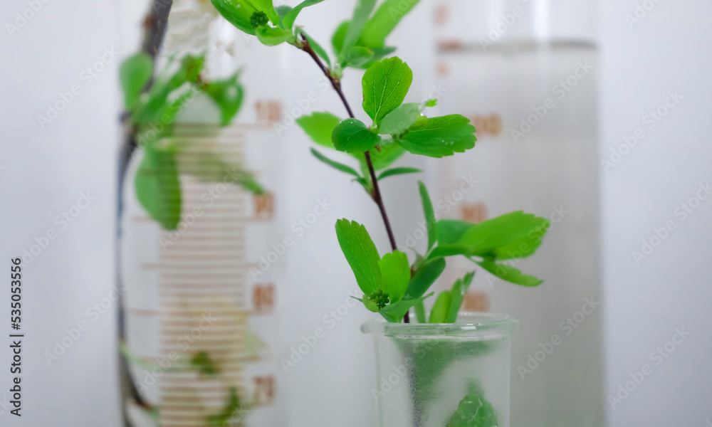 Laboratory flask flower on a light background Laboratory flask flower on a light background
