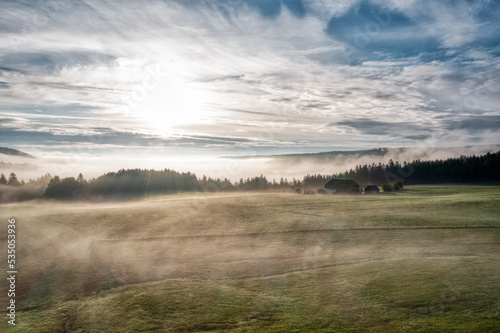 morning in the forest