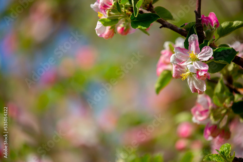 Fototapeta Naklejka Na Ścianę i Meble -  Spring blooming sakura trees. Pink flowers Sakura Spring landscape with blooming pink tree. Beautiful sakura garden on a sunny day.Beautiful concept of romance and love with delicate flowers.