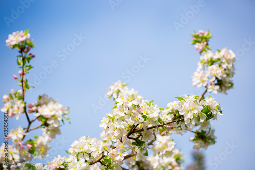 Spring cherry blossoms against a blue sky. Pink flowers spring landscape with blooming pink tree. Beautiful sakura garden on a sunny day. Beautiful concept of romance and love with delicate flowers.