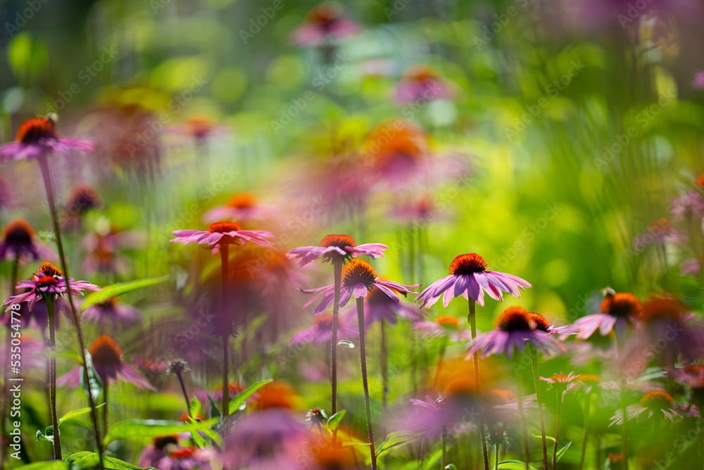 Φωτογραφία The Echinacea - coneflower close up in the garden