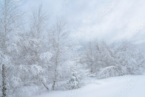 Winter snowy foggy landscape of birch trees snow covered