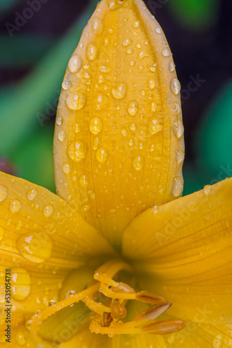 Detailaufnahme einer gelben Lilie mit Regentropfen