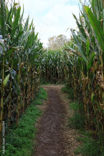 Lost in a Halloween corn maze