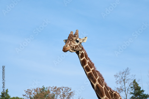 Fototapeta Naklejka Na Ścianę i Meble -  Giraffes head against blue sky. Giraffe portrait, close up