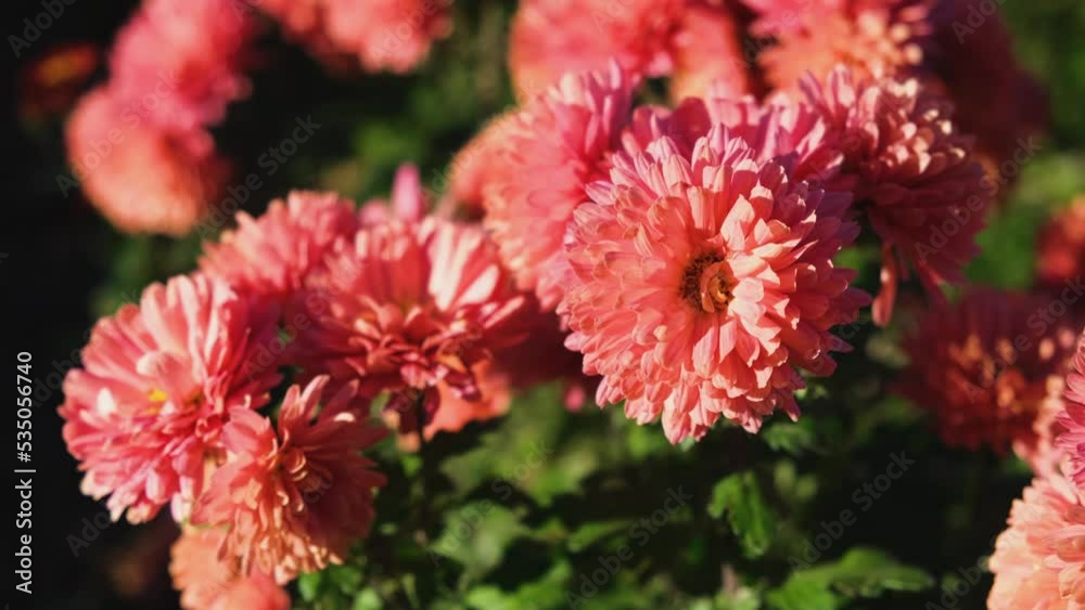 Red chrysanthemums close-up blooming in the autumn garden. Bright sunlight breaks through the flower petals. Beautiful floral background. A light breeze stirs the flower heads. landscaping of parks Red chrysanthemums close-up blooming in the autumn garden. Bright sunlight breaks through the flower petals. Beautiful floral background. A light breeze stirs the flower heads. landscaping of parks