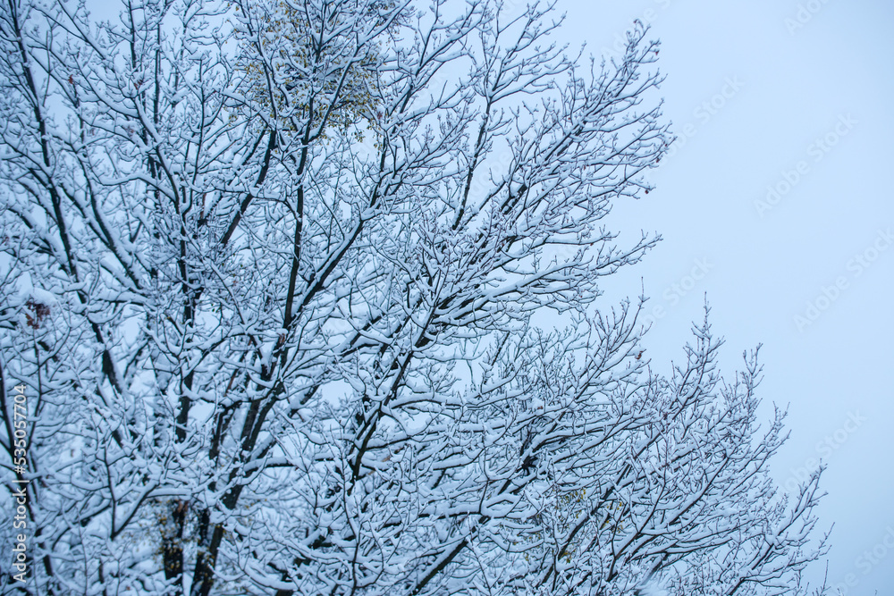 Winter branches with snow in hoarfrost and rime on white december sky background. Winter branches with snow in hoarfrost and rime on white december sky background.