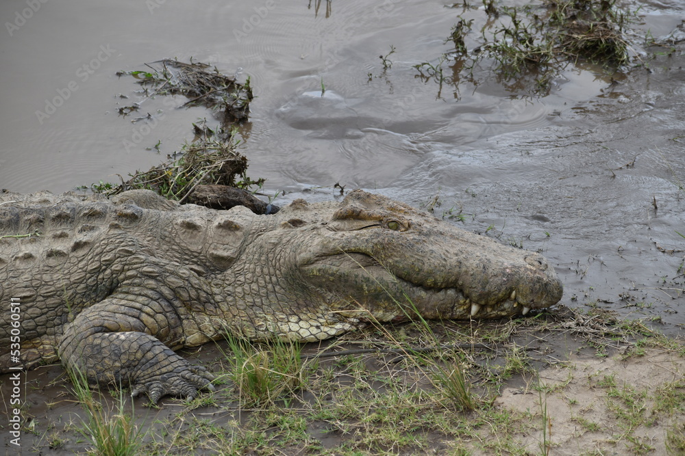 Fototapeta premium alligator in the everglades