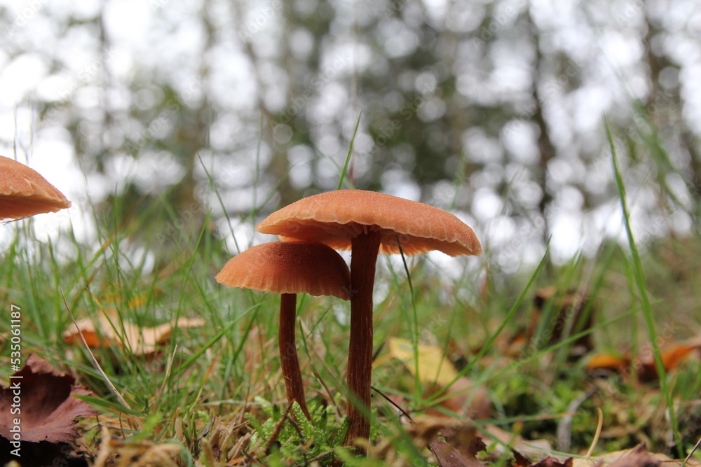 Fototapeta premium two beautiful little brown mushrooms in a green forest and a bokeh in the background