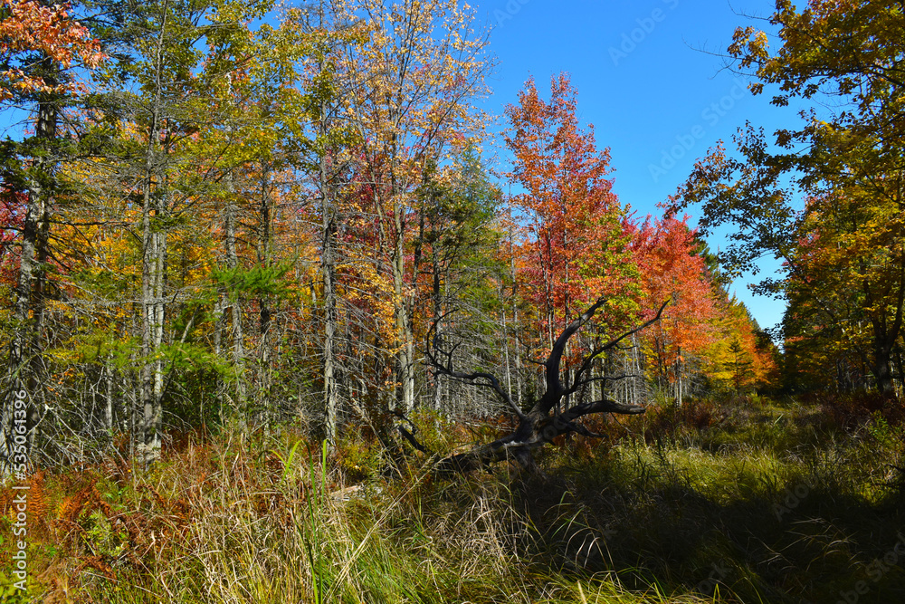Fototapeta premium La Plaine 2 Octobre 2022