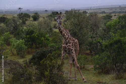 giraffe in the savannah