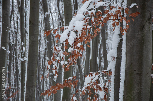 Yellow leaves of beech tree covered by snow at Holosiivskyi National Nature Park, Kyiv, Ukraine photo