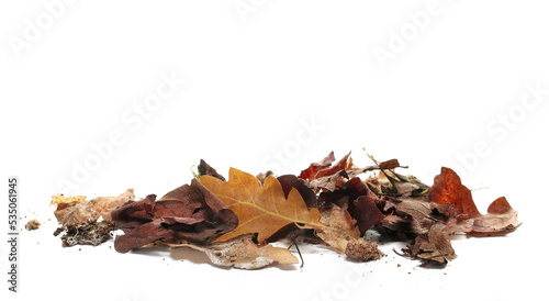 Принти на полотні Pile rotten oak leaves isolated on white