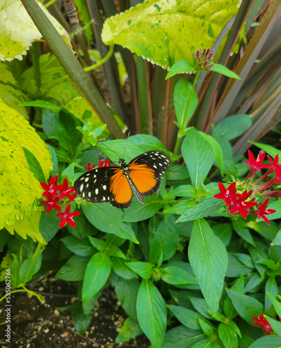 Monarch Butterfly with open Wings on Red Flower