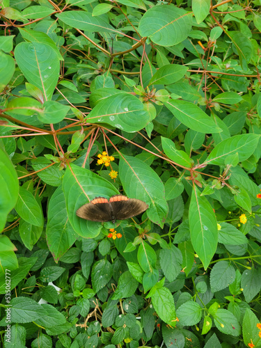 Butterfly on plant